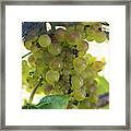 Chardonnay Grapes On Vine #2 Framed Print