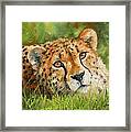 Cheetah #3 Framed Print