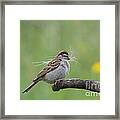 Chipping Sparrow #2 Framed Print