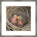 Chipping Sparrow Nestlings #2 Framed Print