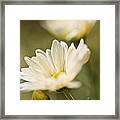 Chrysanthemum Flowers #3 Framed Print