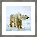 Close Up Of A Standing Polar Bear #2 Framed Print