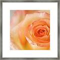 Close Up Of Single Rose (rosa Hybrid) #2 Framed Print