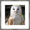 Common Barn Owl #2 Framed Print