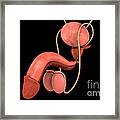 Conceptual Image Of Human Male #2 Framed Print