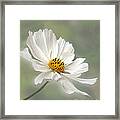 Cosmos Flower In White Framed Print
