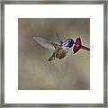 Costas Hummingbird #2 Framed Print