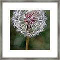 Dandelion Seed Head #2 Framed Print