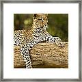 Dignity Framed Print