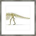 Diplodocus Dinosaur Skeleton #2 Framed Print