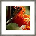 #dotspin #sunset #lily #orange #nikon #2 Framed Print