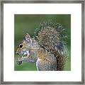 Eastern Grey Squirrel #2 Framed Print