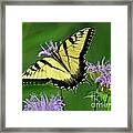 Eastern Tiger Swallowtail #2 Framed Print