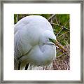 Egret #2 Framed Print