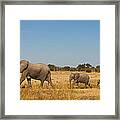 Elephant Family #2 Framed Print