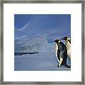 Emperor Penguins At Midnight Antarctica #2 Framed Print