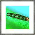 Epithemia Diatom #2 Framed Print