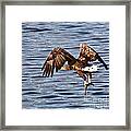 European Fishing Sea Eagle 4 Framed Print