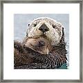 Female Sea Otter Holding Newborn Pup Framed Print