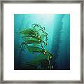 Giant Kelp Macrocystis Pyrifera Forest #1 Framed Print