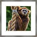 Gibbon #2 Framed Print