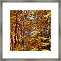 Golden Autumn #2 Framed Print