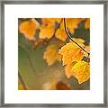Golden Fall Leaves Framed Print