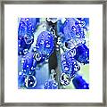Grape Hyacinth Muscari After The Shower #2 Framed Print