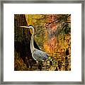 Great Blue Heron Slowly Fishing #2 Framed Print