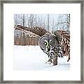 Great Gray Owl #2 Framed Print