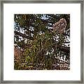 Great Horned Owl At Mammoth #2 Framed Print