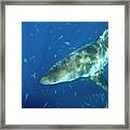 Great White Shark #2 Framed Print