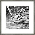 Green Sea Turtle. #2 Framed Print