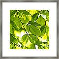 Green Spring Leaves 1 Framed Print