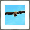 Griffon Vulture In Flight #2 Framed Print