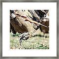 Griffon Vultures Feeding #2 Framed Print