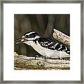 Hairy Woodpecker #2 Framed Print