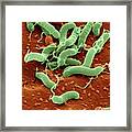 Helicobacter Pylori Bacteria #2 Framed Print