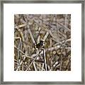 Here I Am - Marsh Wren #2 Framed Print