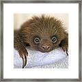 Hoffmanns Two-toed Sloth Orphan #2 Framed Print