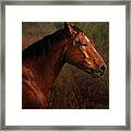 Horse Portrait #2 Framed Print