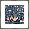 Humpback Whales Feeding With Gulls #2 Framed Print