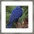 Hyacinth Macaw Brazil #2 Framed Print