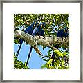 Hyacinth Macaws, Brazil #2 Framed Print