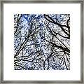 Into The Trees #2 Framed Print