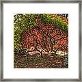 Japanese Maple Tree #2 Framed Print