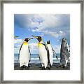 King Penguins In Gold Harbour Framed Print