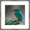 Kingfisher #2 Framed Print