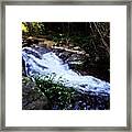 Lamington National Park, Green #2 Framed Print