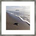Leatherback Turtle Hatchling #2 Framed Print